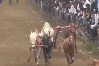 bullock cart race