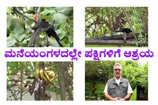 Build a nest for birds in front of the house in Ramanagara district