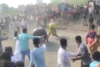 buffalo fight competition in chandrapur