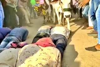 TRADITION OR SUPERSTITION STRANGE RITUAL IN UJJAIN BHIDAVAD COW TRAMPLED PEOPLE