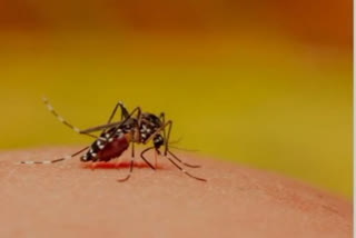 north 24 pgs worst affected by dengue in west bengal