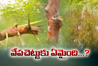 వేప చెట్లు ఎందుకు ఎండిపోతున్నాయి..?