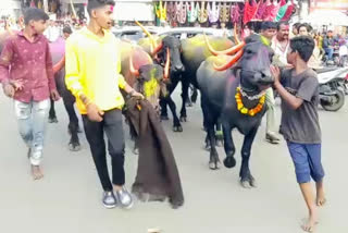 Buffalo beauty contest