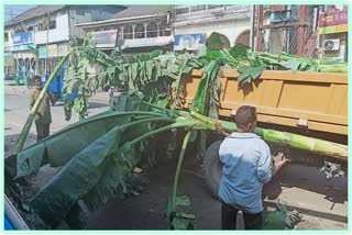 Banana trees used in Diwali sent for wild elephants