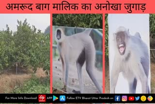 खेतों में लगाए लंगूर के होर्डिंग