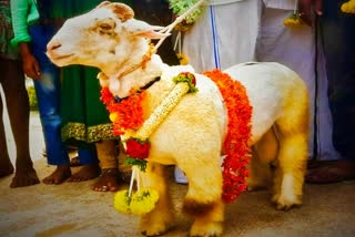 banduri sheep Sales for 1.91 lakh