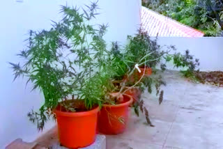 ganza cultivation in house only at secundrabad