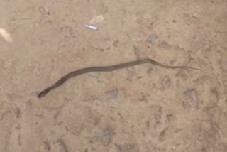 Three-month-old child bitten by snake dies in Telangana's Mahabubabad