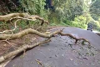 tree-fell-down-bike-rider-dies-in-charmedi-ghati