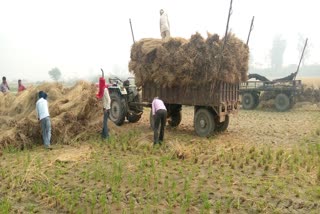 After Deepawali, the farmers of Delhi countryside engaged in the harvesting of paddy crop.
