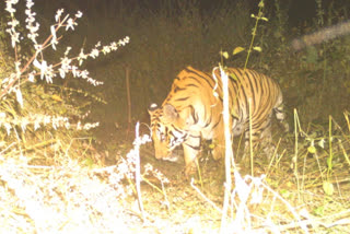 tiger hunted cattle