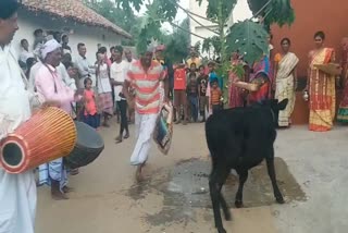 villagers-worship-animals-on-sohrai-festival-in-jharkhand