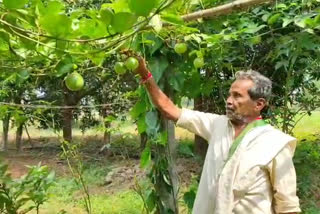 Passion fruit benefits, Passion fruit farming