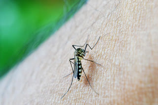 Zika Virus in kanpur