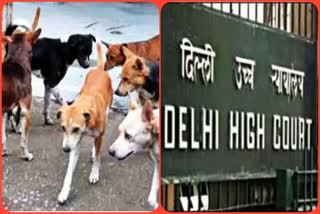 delhi court