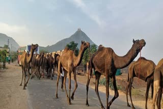 पुष्कर मेले में शिक्षकों की ड्यूटी , Pushkar Cattle Fair