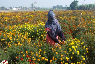 kurukshetra flowers farming