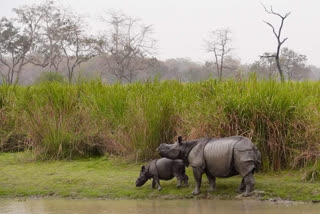 kaziranga national park