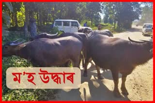 8-buffaloes-recovered-in-nagaland