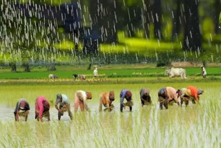 farmer