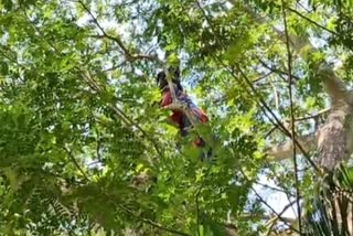 man choses treetop over rehab