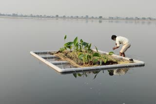 प्रदूषण रोकने वाले पौधे