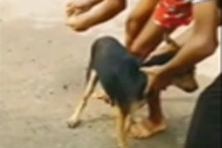 Firecrackers tied to dog's tail in Maharashtra