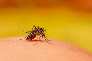 Zika virus news