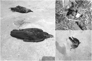 bird-flu-scare-grips-villagers-as-crows-drop-dead-in-khurda