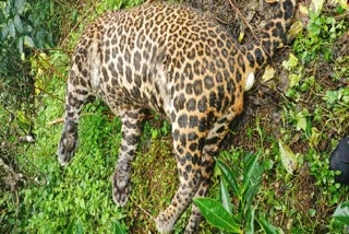 leopard  found dead  marayoor  idukki district  പുലി  പുലിയെ ചത്തനിലയില്‍ കണ്ടെത്തി  മറയൂര്‍  idukki local news