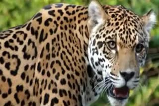leopard attack at ramnagar