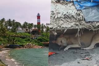 വൈറസ്  Canine distemper  kovalam beach  Dogs dying  dog  കോവളം ബീച്ച്  നായ  നായകള്‍ ചാകുന്നു  കനൈൻ ഡിസ്റ്റംബര്‍