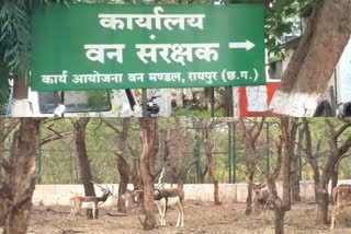 Diet of lions in Guru Ghasidas Tiger Reserve