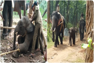 Puneeth Rajkumar, Puneeth Rajkumar separated from mother elephant, புனித் ராஜ்குமார், தாயை பிரிய மறுக்கும் யானைக்குட்டி