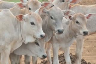 ગીર ગાયની અન્ય રાજ્યમાં માંગ વધી, જાણો કયા રાજ્યને છે ગીર ગાયની ખરીદીમાં રસ