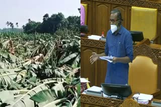 kerala flood  agricultural minister p.prasant  farmers lost crops in flood  compensation for farmers  kerala farmers compensation issue  kerala assembly updates  farmers compensation news  കേരളത്തില്‍ പ്രളയം  കേരളത്തില്‍ കൃഷി നാശം  കര്‍ഷകര്‍ക്ക് കൃഷി നഷ്‌ടം  കര്‍ഷകര്‍ക്ക് നഷ്‌ടപരിഹാരം നല്‍കും  പ്രളയത്തില്‍ കൃഷി നാശം  കേരളം കൃഷി നാശം  പ്രകൃതി ദുരന്തം കേരളം  കര്‍ഷകരുടെ അപേക്ഷയില്‍ 30 ദിവസത്തിനകം തീര്‍പ്പ്