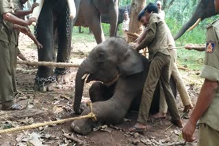 elephant video viral
