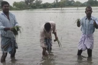 30 ஆயிரம் ஏக்கர் விளைநிலத்தில் மழை நீர் சூழ்ந்துள்ளது விவசாயிகள் கவலை