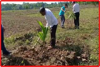 sonari agricultural seed palm longpotia to be re functional