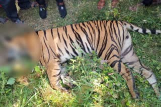 Tiger died
