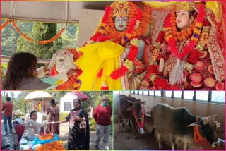 Cows worshiped in Nahan on Gopashtami
