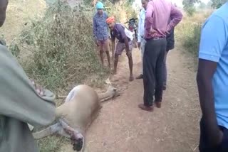 Nilgai died in Rajnandgaon