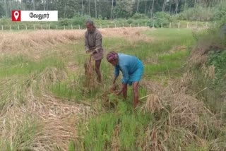 அறுவடைக்கு தயாராக இருந்த 200 ஏக்கர் நெல் பயிர்கள் ஆற்று வெள்ளநீரில் நனைந்து சேதம்