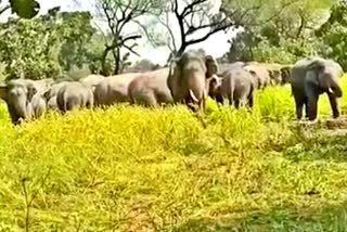 A herd of 42 elephants roaming in the jungles