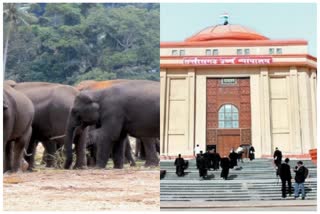 petition in chhattisgarh high court in the death of elephants due to current