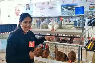 new-poultry-nest-system-displayed-agriculture-fair