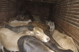 illegal-cattle-traffickers-got-arrested