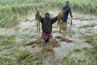 ஆயிரக்கணக்கான ஏக்கர் நெற்பயிர்கள் சேதம்