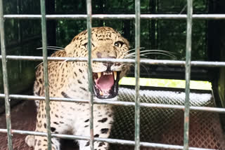 cheetah captured by forest officials which killed woman