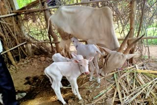 Desi cow who gave birth to three calves